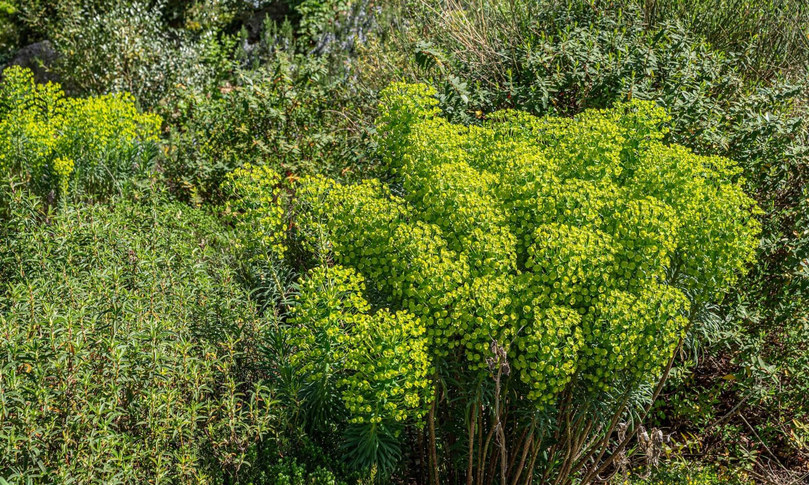 Euphorbia characias ssp. wulfenii