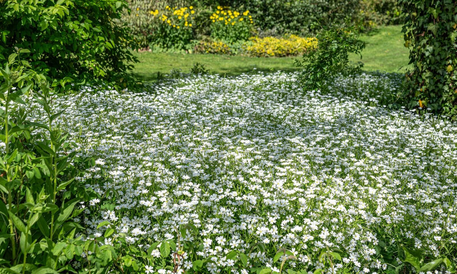 Rabelera (Stellaria) holostea