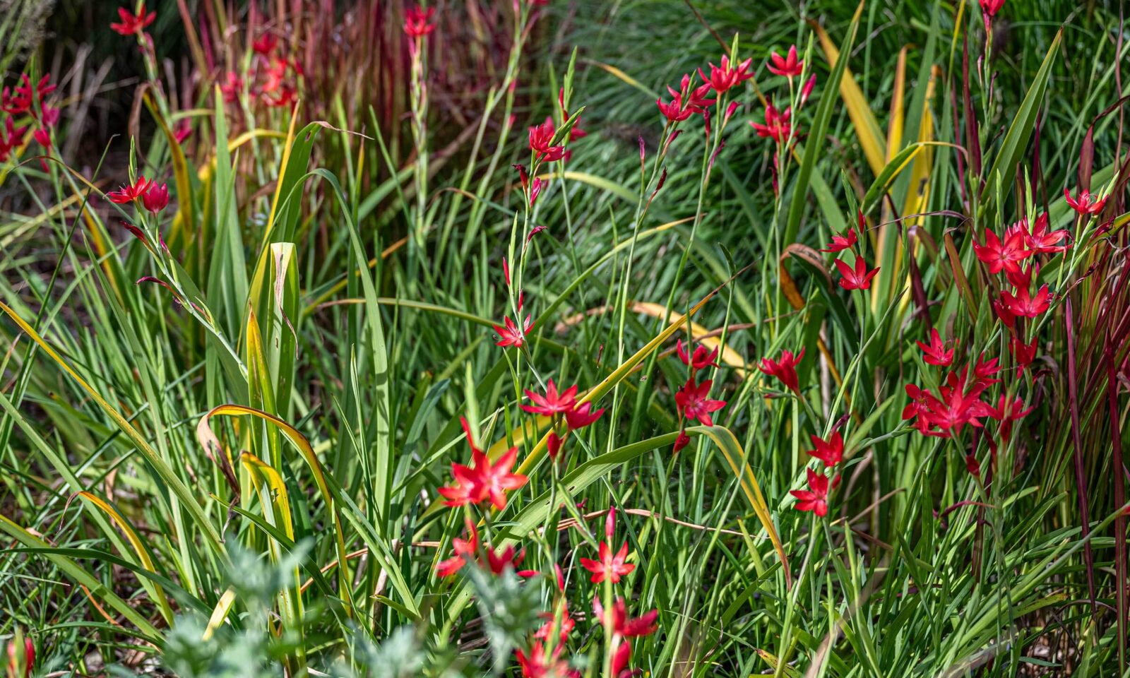 Sumpfspaltgriffel (Hesperantha coccinea ‘Oregon Sunset’)