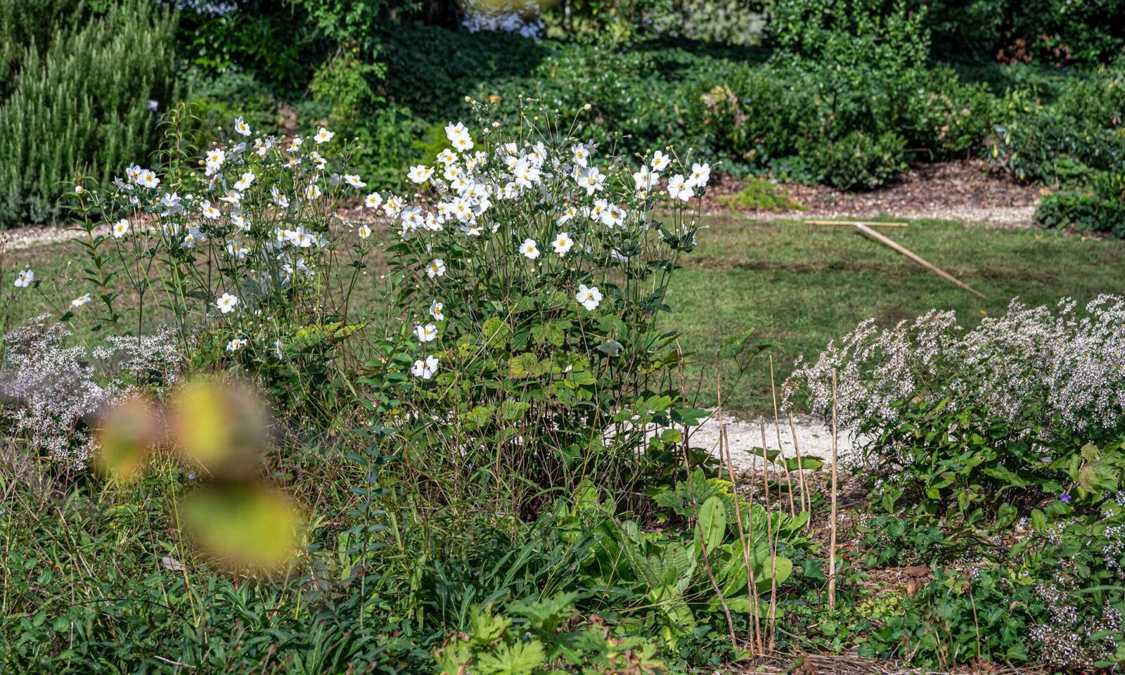 Herbstanemone ‘Honorine Jobert’ und Weisse Waldaster