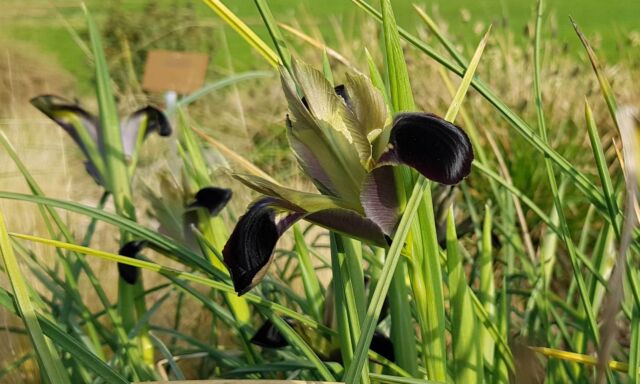  Pflanze des Monats: Knollige Iris 