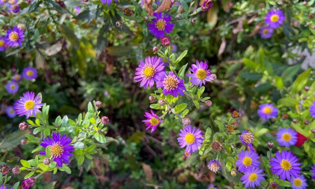  Pflanze des Monats: Japan-Aster 