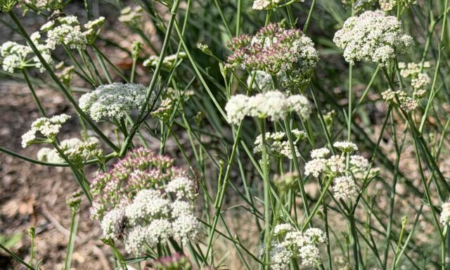  Pflanze des Monats: Echter Bergfenchel 