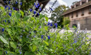 20251118 Blau Detail 1 5zu3 2400x1440