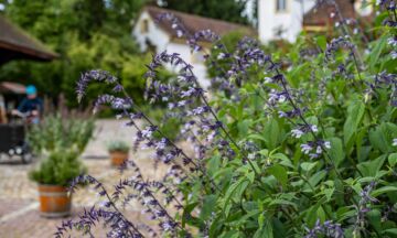 20251118 Salbei Velo 5zu3 2400x1440