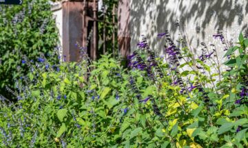 20251118 Salbei blau lila 5zu3 2400x1440