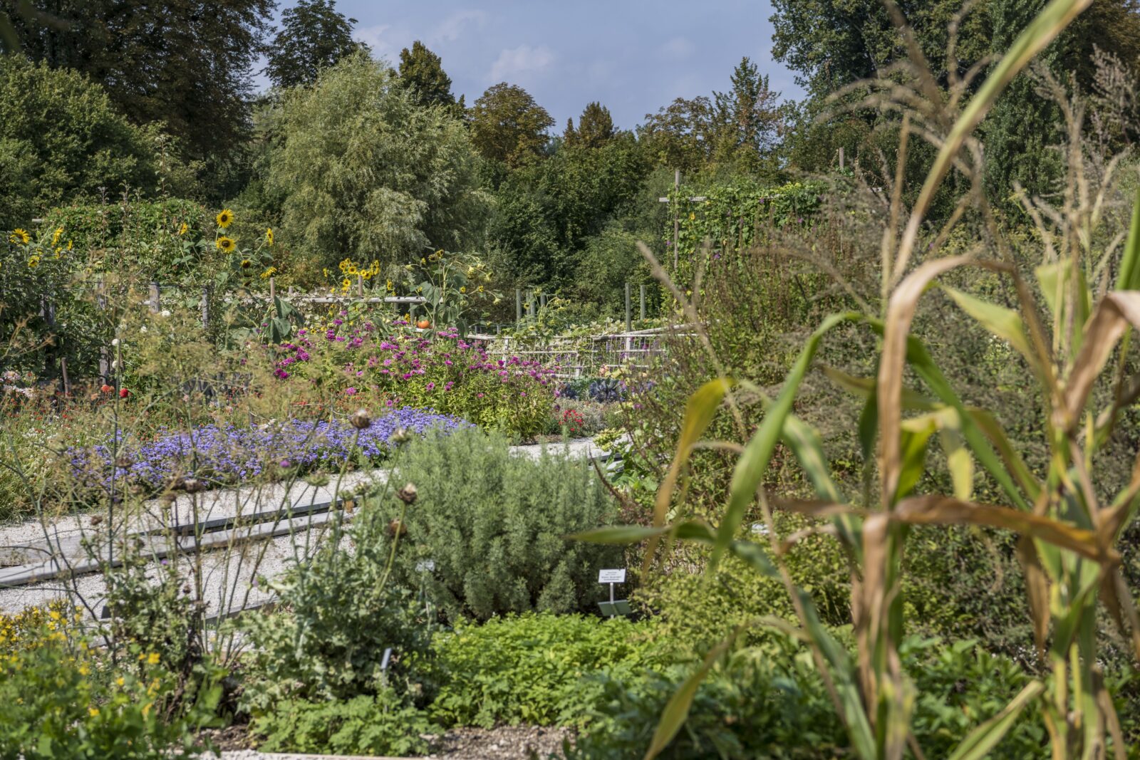 Bauerngarten mit seltenen ProSpecieRara-Gemüsesorten
© Christoph Merian Stiftung, Kathrin Schulthess