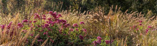 Herbst-spaziergang